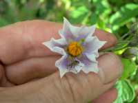 purple majesty potato flowers